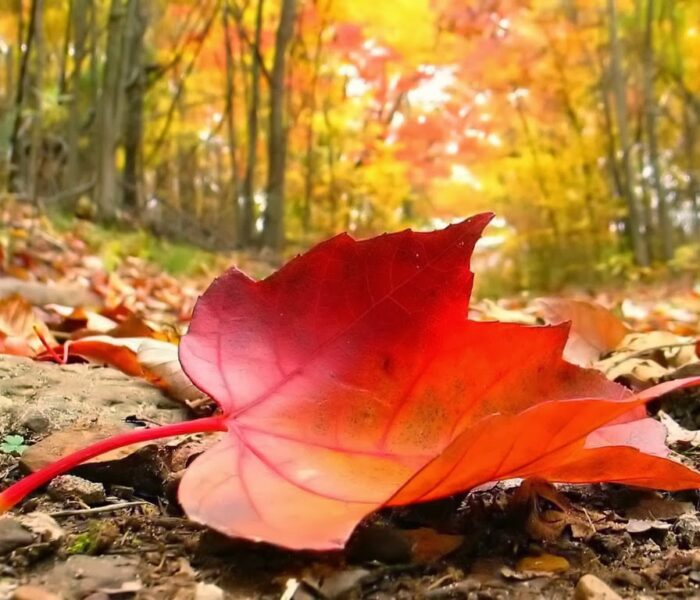 A red maple leaf is laying on the ground in a forest.