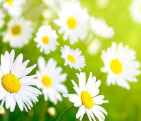 A White and Daisy Flower Bunch on a Green Background