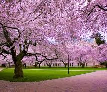 A Bunch of Cherry Blossoms Trees in a Park