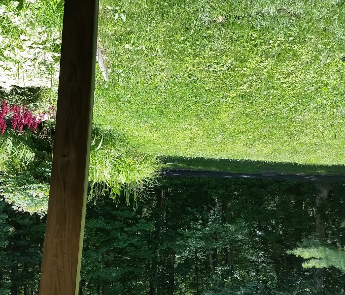 A view of a grassy yard through a window.