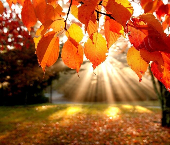 Autumn leaves with sun rays shining through them.